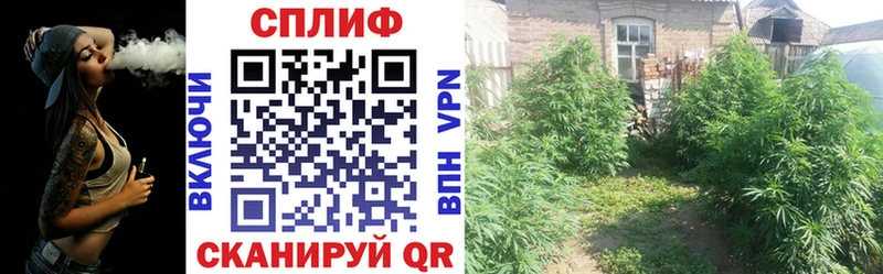 hydra зеркало  Воронеж  Марихуана Amnesia 